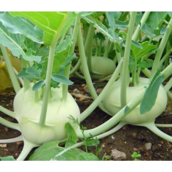 Simagro Tohum Kohlrabi Alabaş Tohumu 200 Aadet Tohum