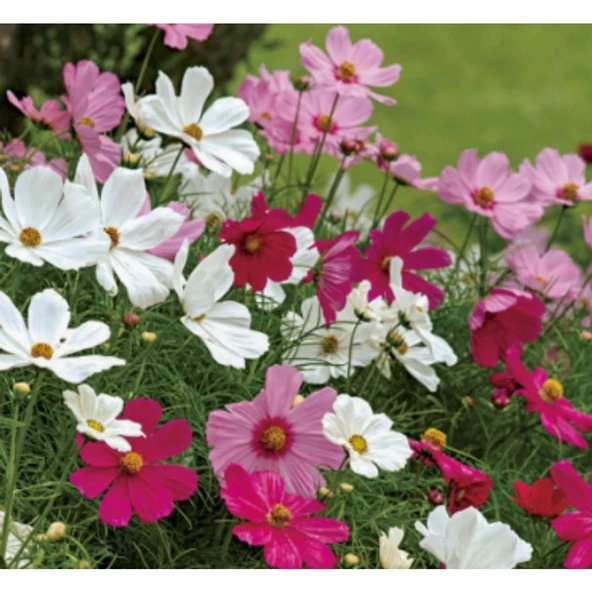 Simagro Tohum Kosmos Çiçeği 30 Adet Tohum - 2