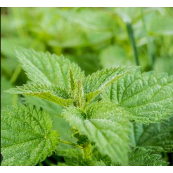 Simagro Tohum Isırgan Otu 100 Adet Tohum - 2