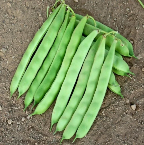 YERLİ SARI ŞEKER SIRIK FASULYE TOHUMU 500 GR - Resim 2