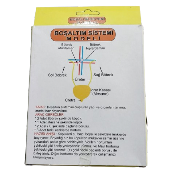 boşaltım sistemi modeli - 2