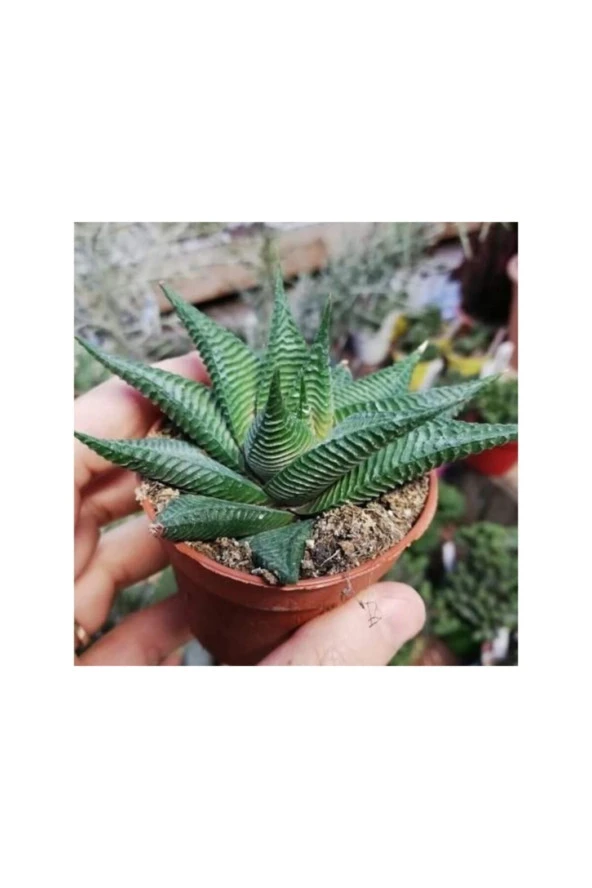 Haworthia Limifolia Sukulent Kaktüs 1 Saksı