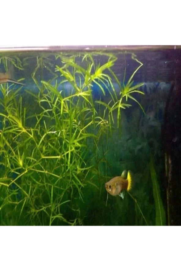 Najas Guadulapensis (guppy Grass) Lepistes Otu 8 Adet - 3