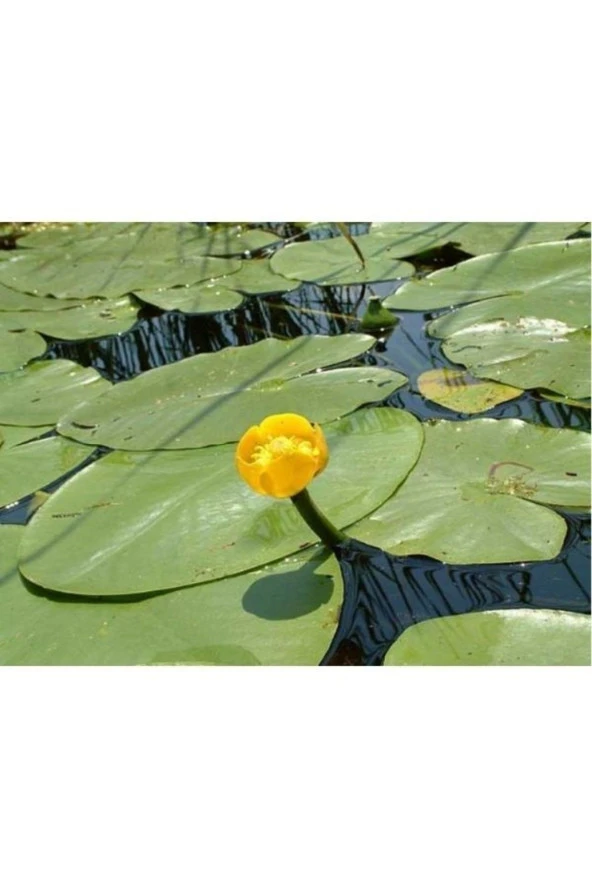 Nilüfer Nuphar Japonica Su Üstü Bitkisi Soğan Halinde - 3