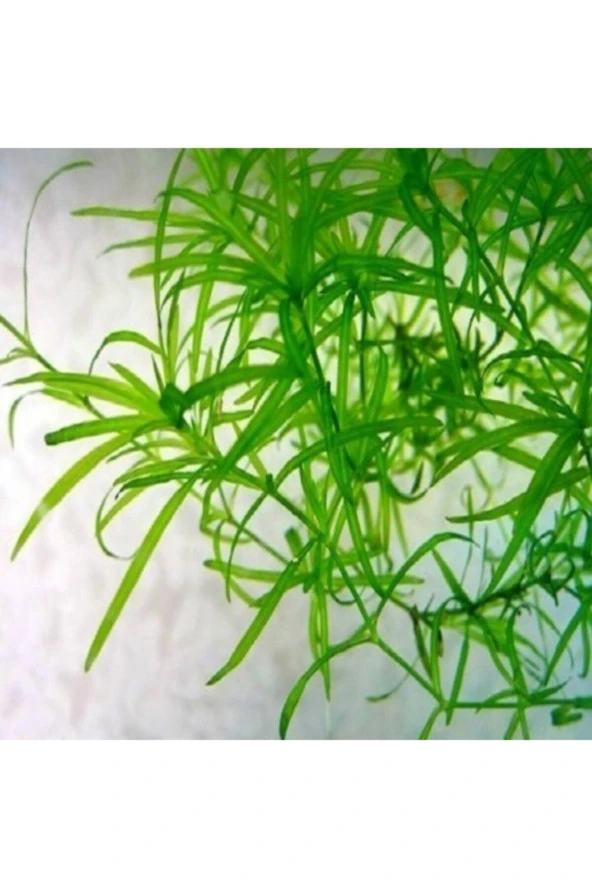 Najas Guadulapensis (guppy Grass) Lepistes Otu 8 Adet - 4