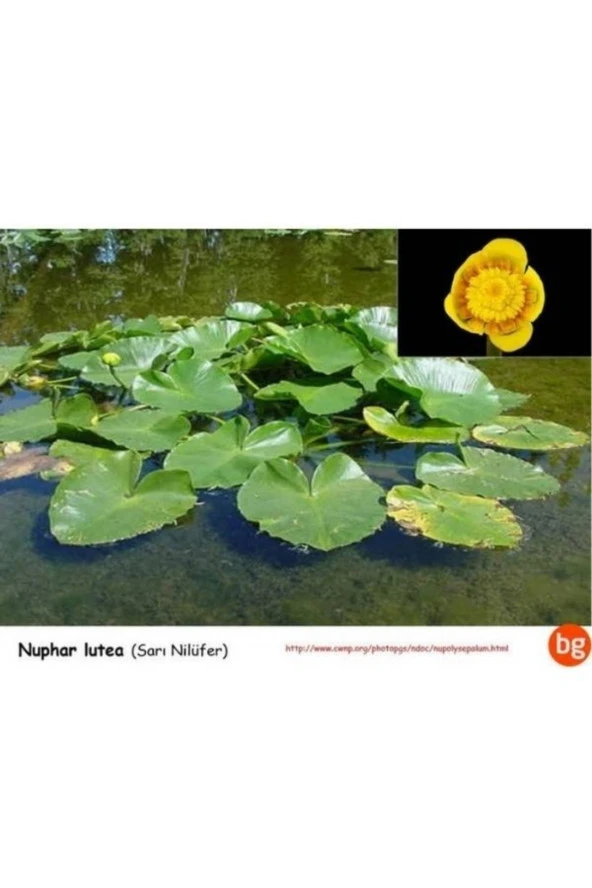 Nilüfer Nuphar Japonica Su Üstü Bitkisi Soğan Halinde - 4