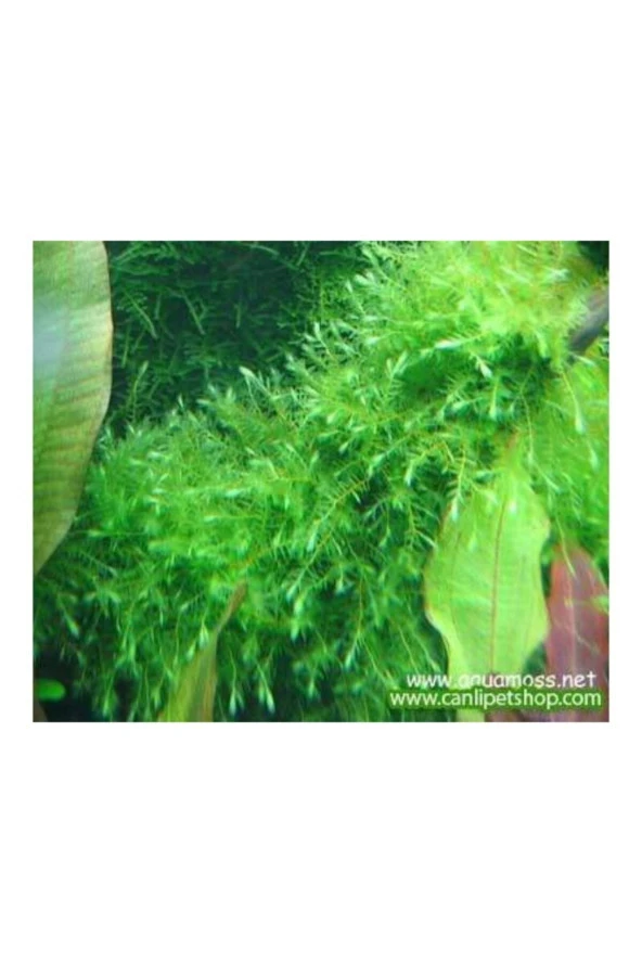 Moss -willow Moss (fontinalis Antipyretica)