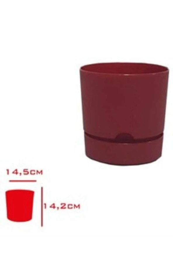 Viyalente Polıwork Saksı Begonya 15 Cm Bordo