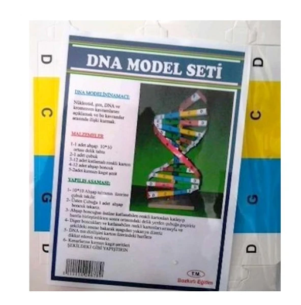 Dna Model Seti