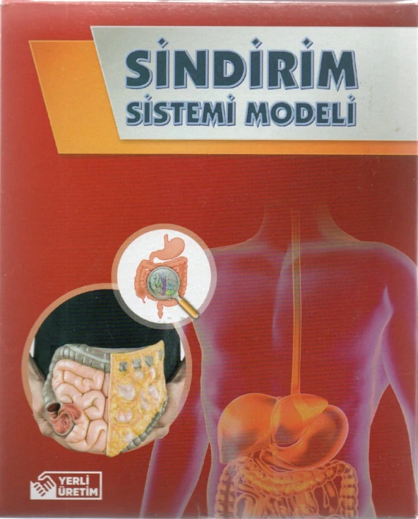 Bozkırlı Sindirim Sistemi Modeli Kutulu
