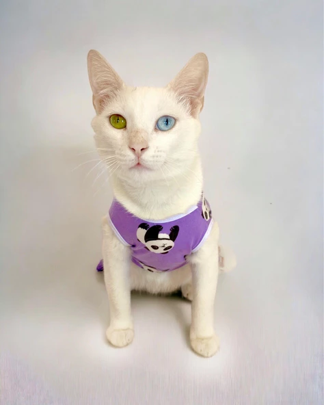 Chique Panda Kedi Tulumu Kedi Kıyafeti Kedi Elbisesi - Resim 6