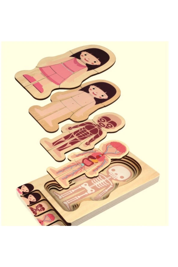 Waldorf Kız Insan Vücudu Iskelet Yapısı Ahşap Renkli Yapboz Puzzle