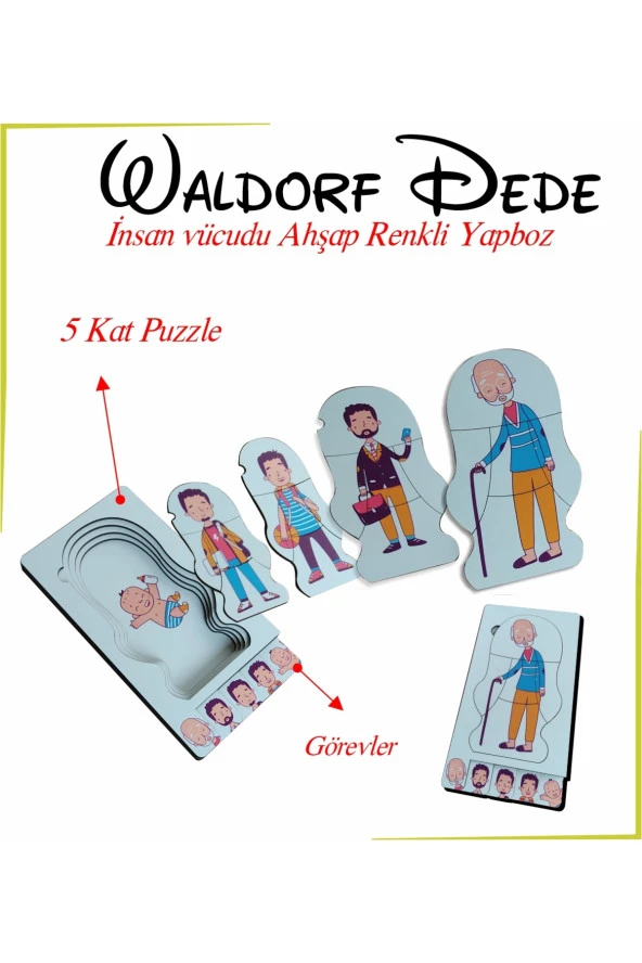 Waldorf Dede İnsan Vücudu Ahşap Renkli Yapboz Yaşam Döngüsü