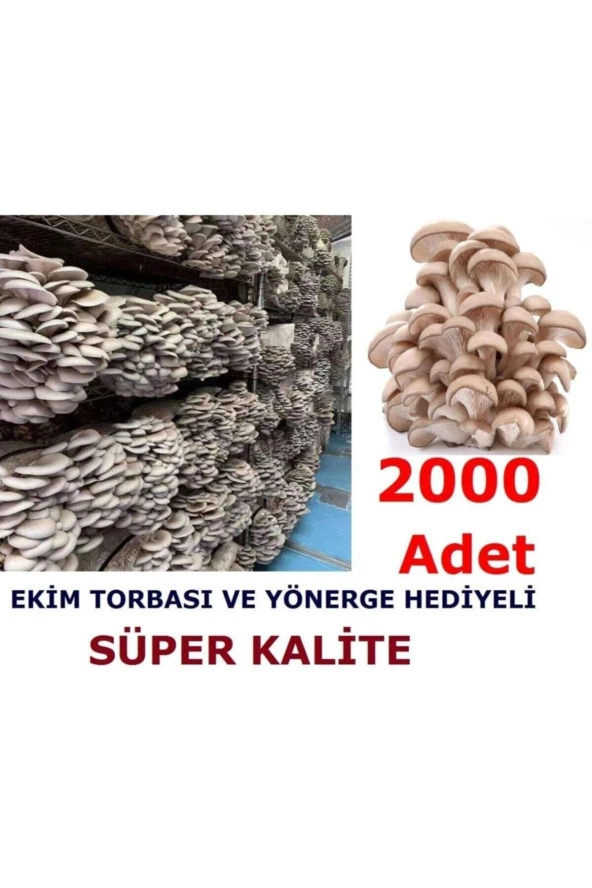 2000 Adet Istiridye Kavak Kayın Mantarı Tohumu