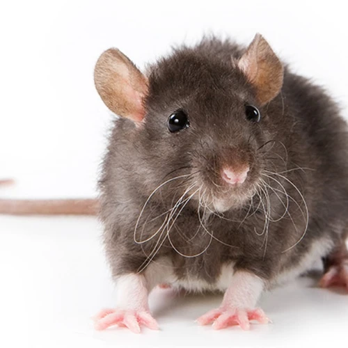 Bayer-Envu Rodilon Mum Blok Fare Zehiri  | 250 Gram - Resim 2