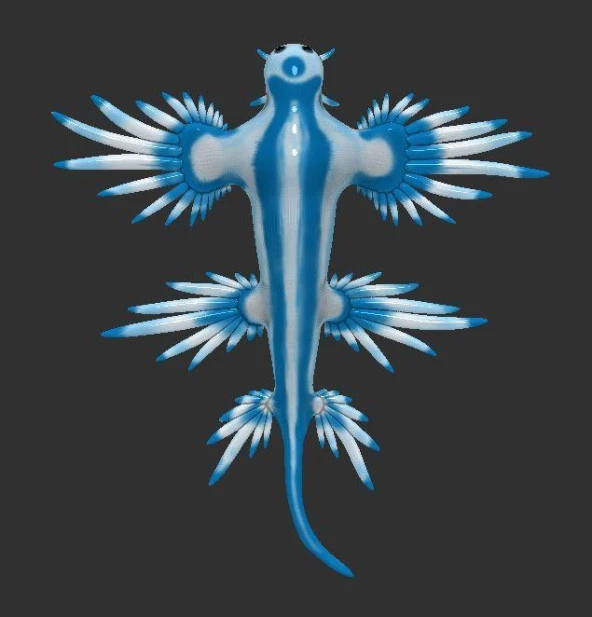Mavi Ejderha (Glaucus Atlanticus) Plastik Aparat