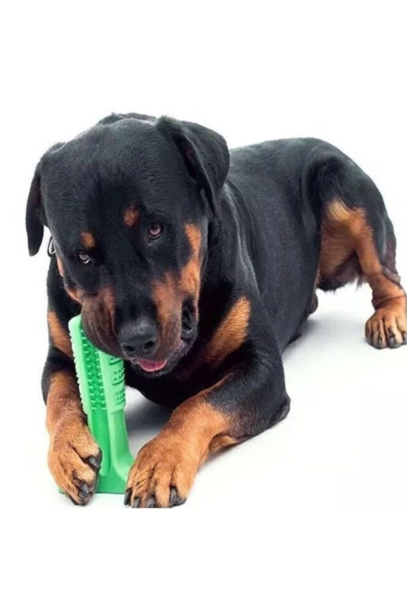 XharrMa Köpek Diş Fırçası Büyük Boy