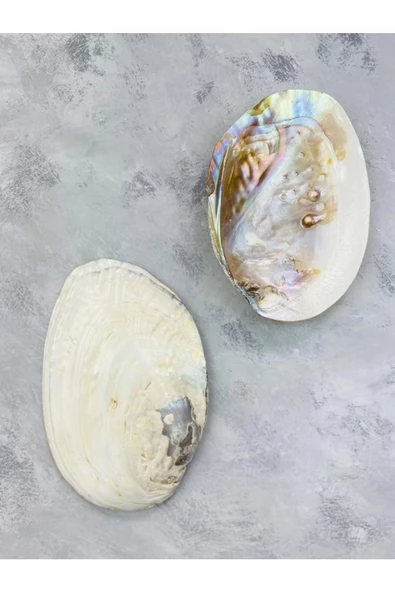 Istiridye Deniz Kabuğu Tütsülük - Resim 3