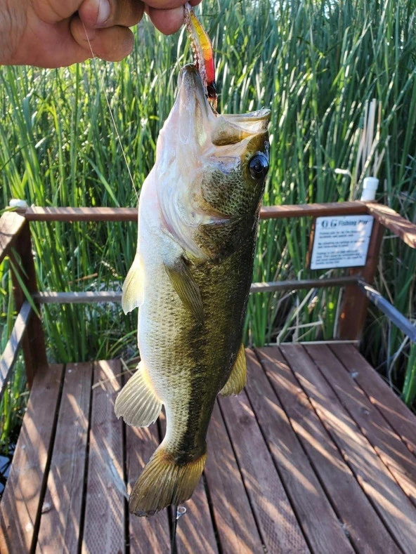 Valkyrie 5 Adet Fosforlu Gerçekçi Silikon Karides Balık Yemi - Kutulu - 7,5cm 5,5gr - 6