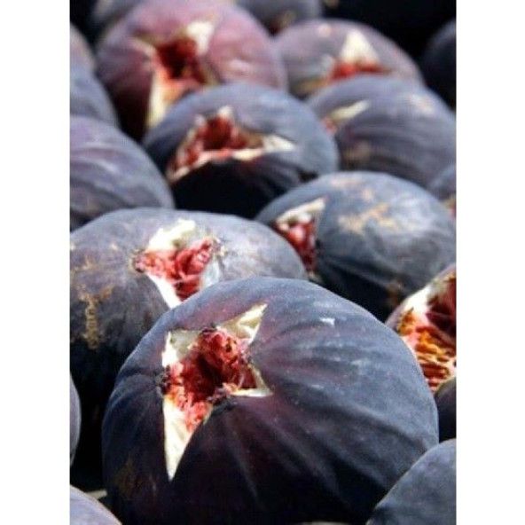 Mega tarım Smargat Incir Fidanı Aşılı Siyah Patlıcan  Incir Fidanı