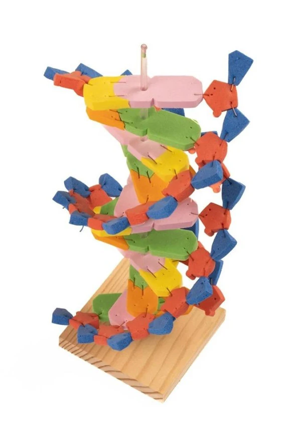 Dna Modeli 1 Paket Evadan DNA Yapım Seti Dna Saemalı Deney Yapım Seti Okul Materyali - 4