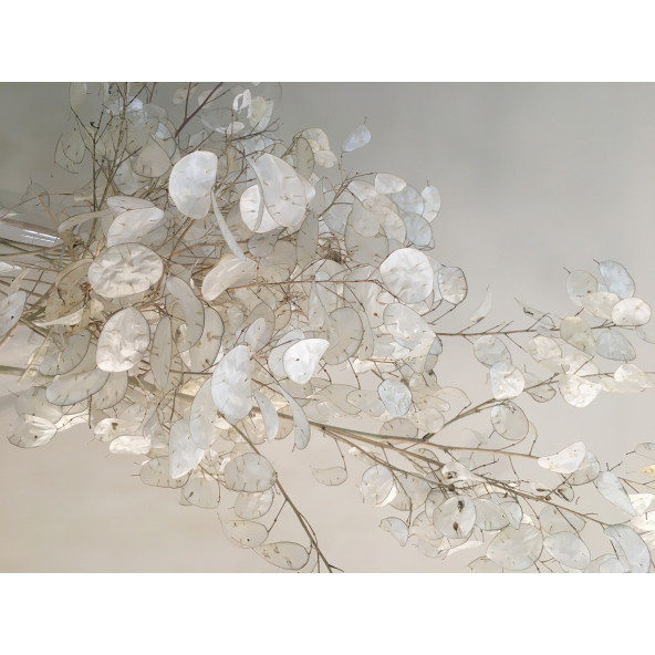 Kurutulmuş Sedef Çiçeği