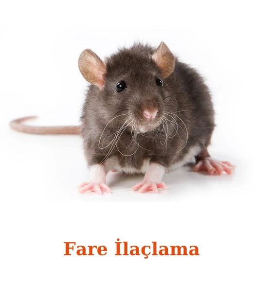 Bayer-Envu Rodilon Mum Blok Fare Zehiri | 500 Gram - Resim 5