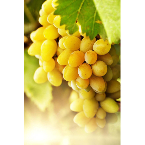 Üzüm Çekirdeği Yağı Soğuk Sıkım 50 ml %100 Saf ve Doğal Grape Seed Oil - 2