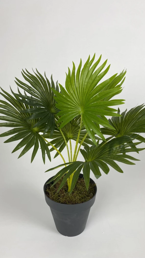 BİÇİÇEK YAPAY ÇİÇEK SALON BİTKİSİ ASLAN PENÇESİ ÇİÇEĞİ ANTRASİT RENK YALI SAKSIDA