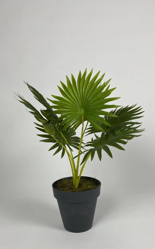 BİÇİÇEK YAPAY ÇİÇEK SALON BİTKİSİ ASLAN PENÇESİ ÇİÇEĞİ ANTRASİT RENK YALI SAKSIDA - 2