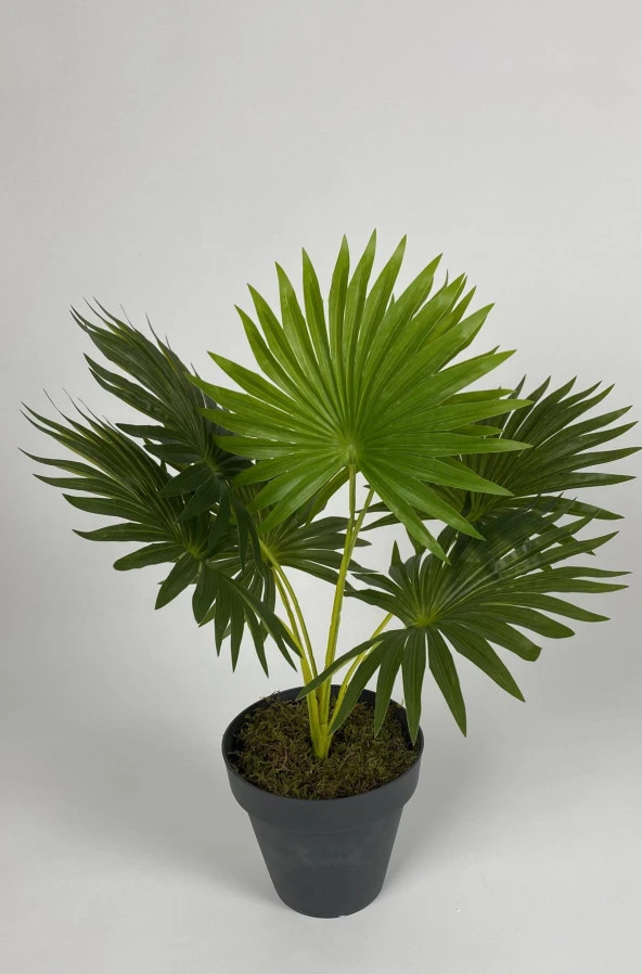 BİÇİÇEK YAPAY ÇİÇEK SALON BİTKİSİ ASLAN PENÇESİ ÇİÇEĞİ ANTRASİT RENK YALI SAKSIDA - 3