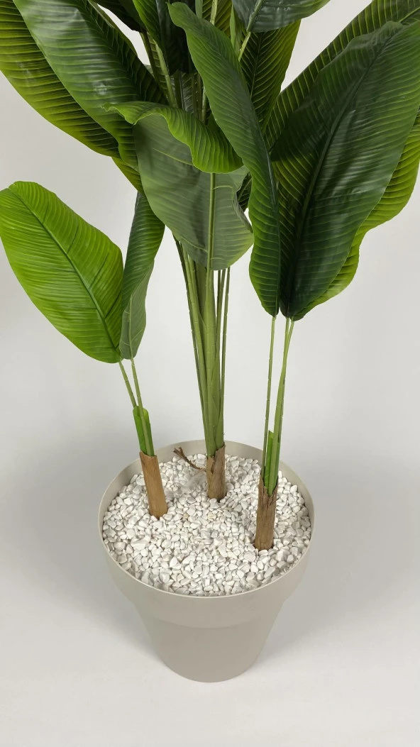 BİÇİÇEK   YAPAY AĞAÇ STARLİÇE BAMBU GÖVDELİ 220CM BÜYÜK BOY KIRIKBEYAZ RENK YALI SAKSIDA ürün görseli