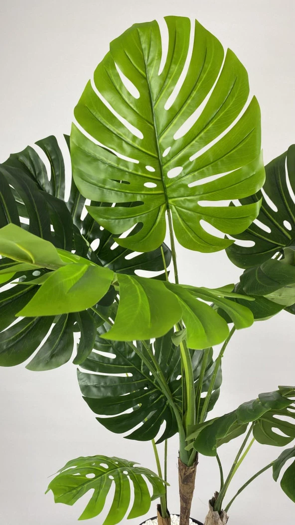 BİÇİÇEK   YAPAY AĞAÇ MONSTERA BAMBU GÖVDELİ 150CM DEVETABANI AĞACI BÜYÜK BOY SİYAH RENK YAKUT SAKSIDA - 4