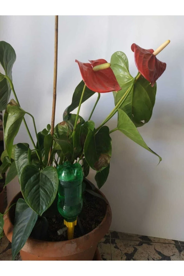 20 Adet Çiçek Ve Fidan Sulama Aparatı Gazlı Içecek Şişelerine Uyar Tatildeyken Çiçek Sulayan Aparat - 2