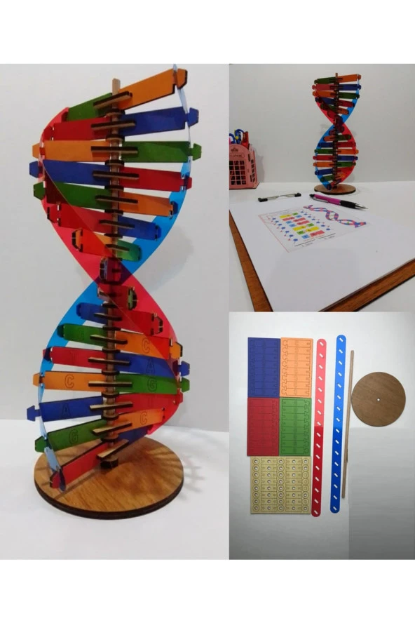 Trendy Toys DNA Modeli Eğitici Ahşap  Seti 30cm