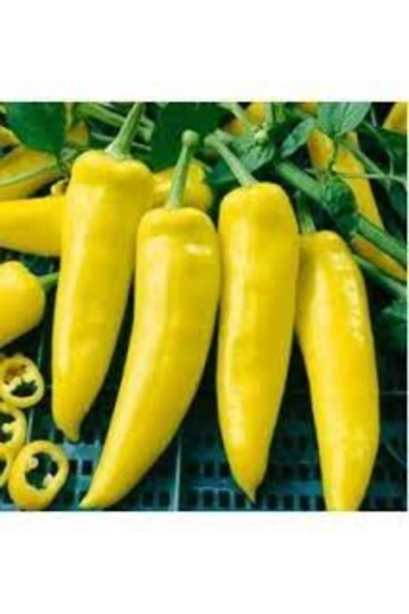 50 Adet Tohum Organik Bahçe Sarı Etli Kapya Biberi Biber Tohumu Saksı Toprak Hediyemiz ürün görseli 1