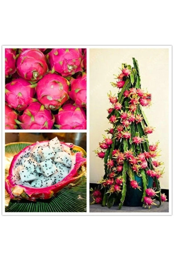 20 Adet Tohum Organik Hobi Bahçe Saksılık Pitaya Meyve Ağaç Tohumu Tropikal Meyve ürün görseli 1