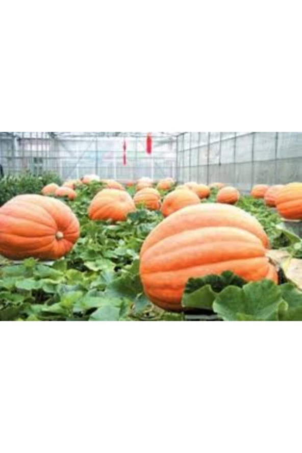 10 Adet Tohum Organik Hobi Bahçe Sarı Bal Kabağı Tohumu Taze Kabak Kışlık ürün görseli