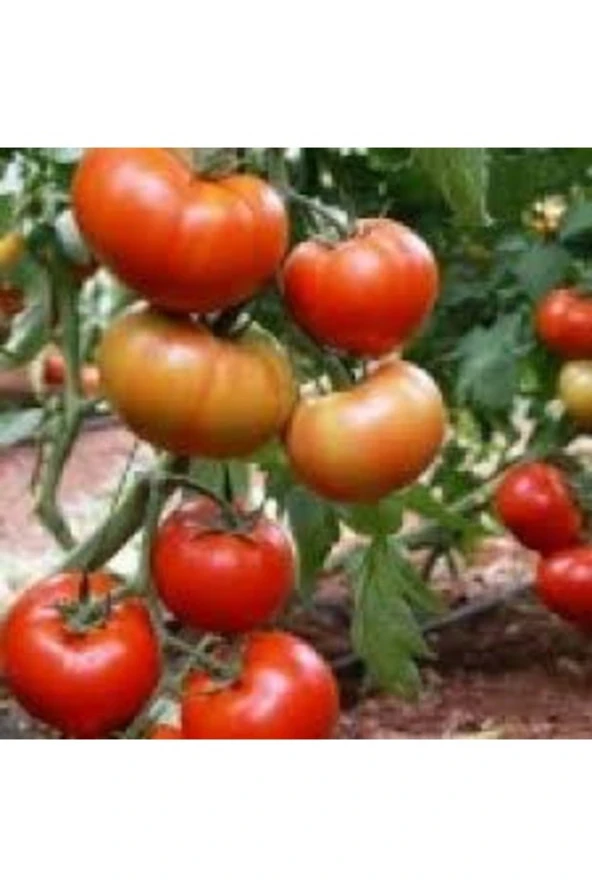 150 Adet Tohum Essah Yerli Hobi Balkon Alaca Köy Domates Tohum Saksı Topraklı ürün görseli 1
