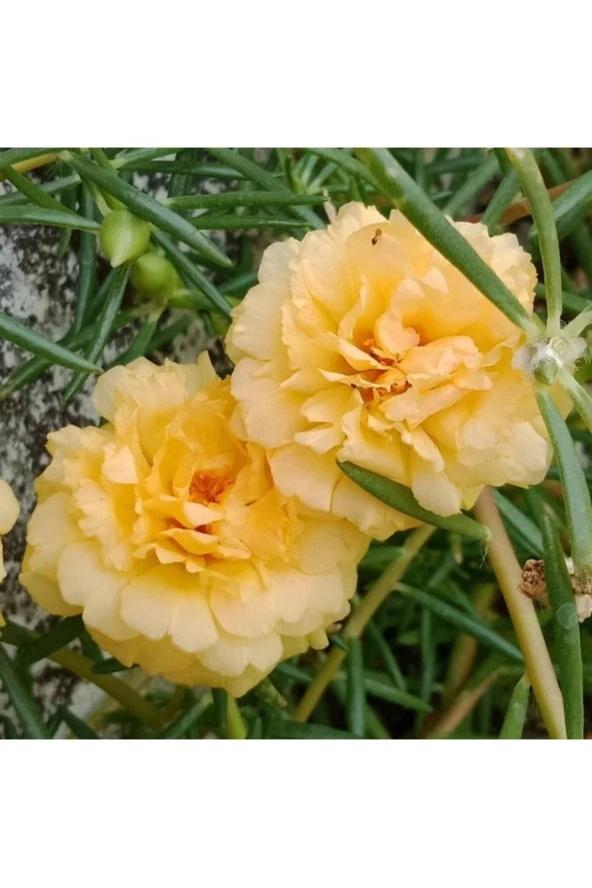 50 Adet Tohum Hobi Bahçe Balkon Sarı Karanfil Çiçek Mezarlık Kabir Çiçeği Tohumu Saksı Toprak ürün görseli 1