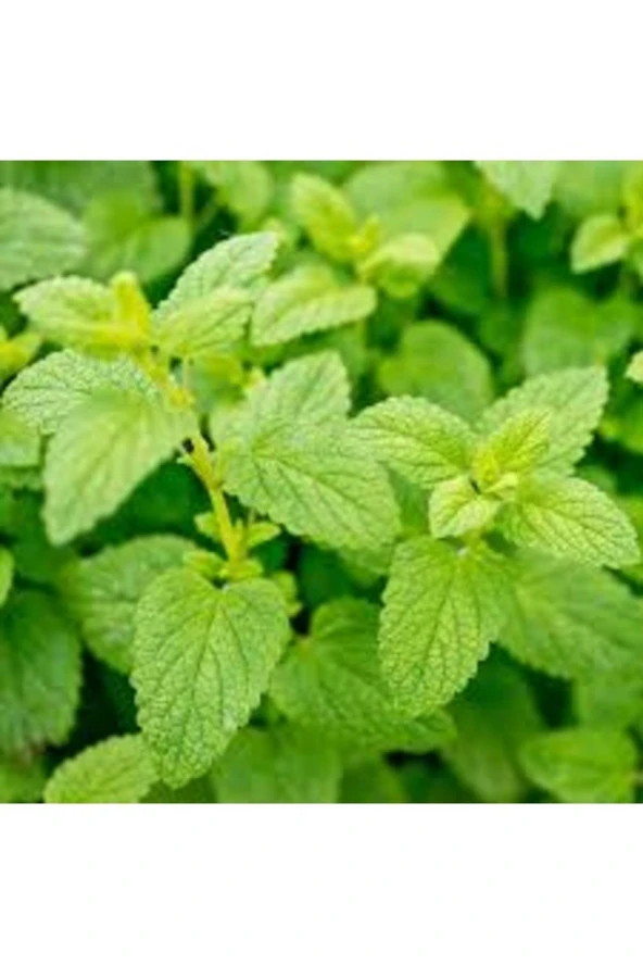 50 Adet Tohum Organik Hobi Melisa Oğulotu Balkon Bitki Tohumu Saksı Toprak ürün görseli 1