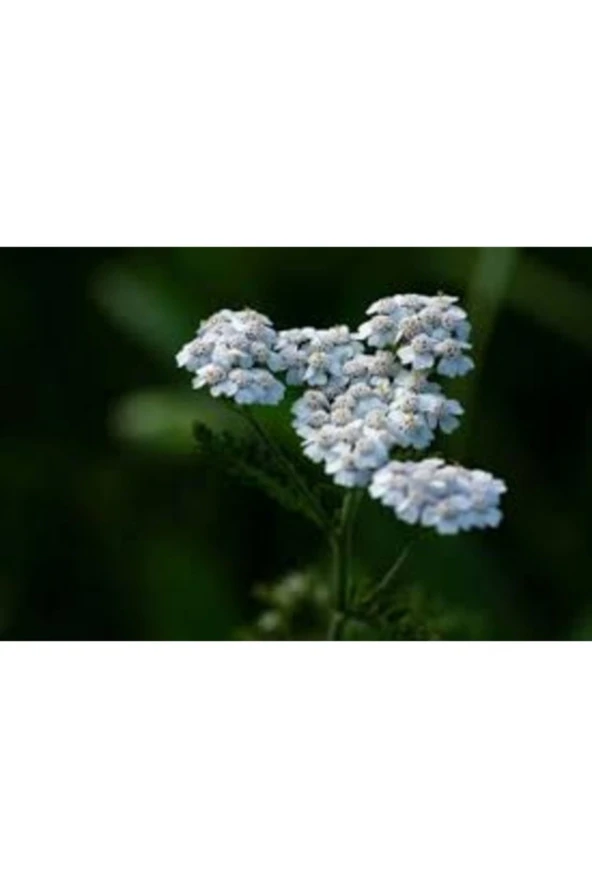 10 Adet Tohum Organik Bahçe Mavi Civanperçemi Çiçeği Saksı Topraklı ürün görseli 1