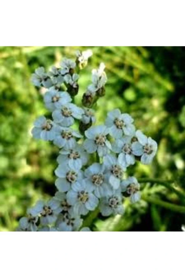 50 Adet Tohum Organik Bahçe Mavi Civanperçemi Çiçeği Mezarlık Kabir Saksı Topraklı ürün görseli 1