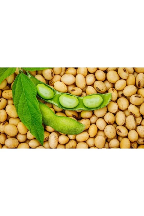 50 Adet Tohum Organik Hobi Bahçe Soya Fasulye Tohumu Saksı Topraklıdır ürün görseli 1