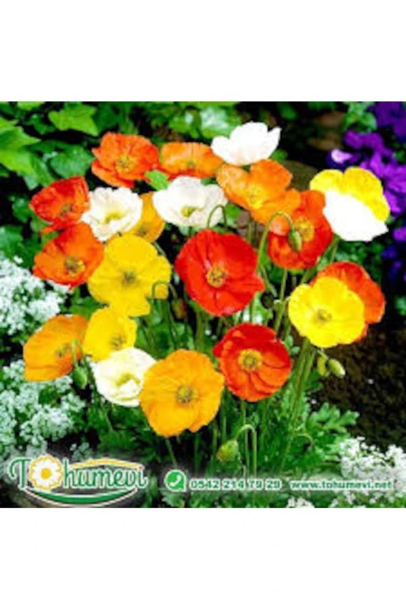 30 Adet Tohum Organik Hobi Bahçe Acem Lalesi Karışık Mezar Kabir Çiçekleri ürün görseli 1