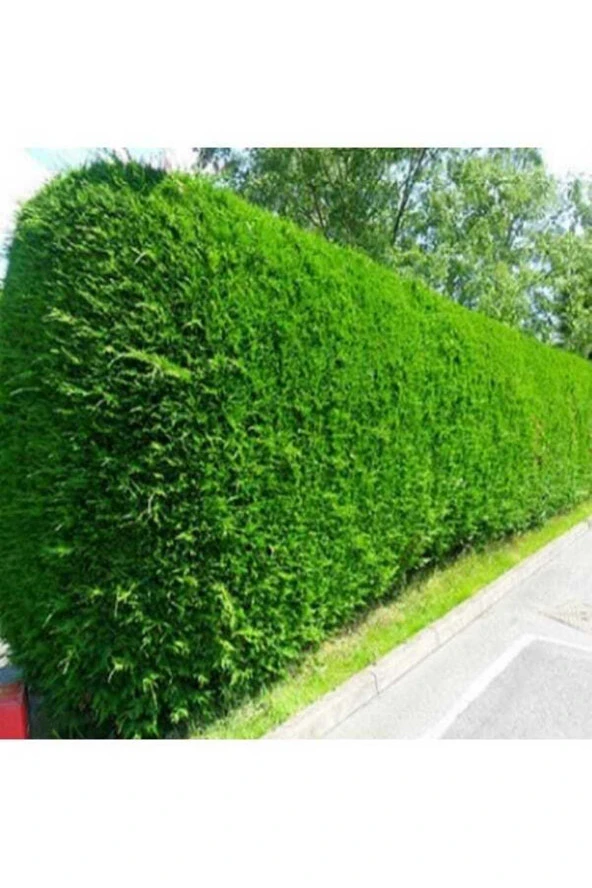 20 Adet Tohum Hobi Bahçe Villa Yeşil Çit Mazı Tohumu Hediye Tohum Saksı Toprak ürün görseli 1