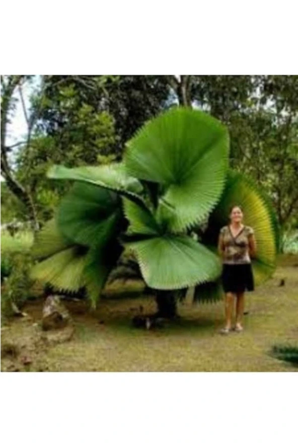 1 Adet Tohum Liviston İthal Kısa Bodur Palmiye Ağaç Tohumu Süs Palmiyesi Tohum ürün görseli 1