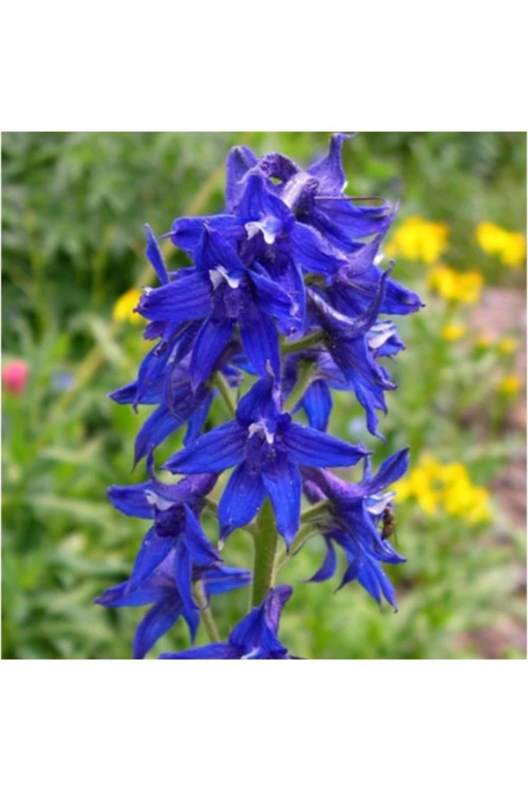 50 Adet Tohum Organik Mavi Hazeran Çiçeği Tohumu Mezarlık Kabir Çiçekleri ürün görseli 1