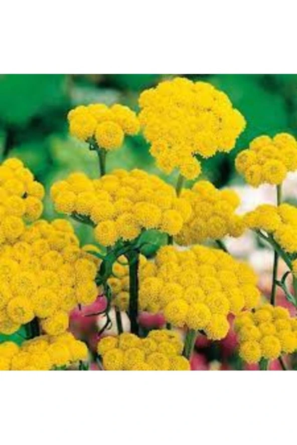 20 Adet Tohum Organik Hobi Bahçe Sarı Vapur Dumanı Çiçeği Tohumu Saksı Toprak ürün görseli 1