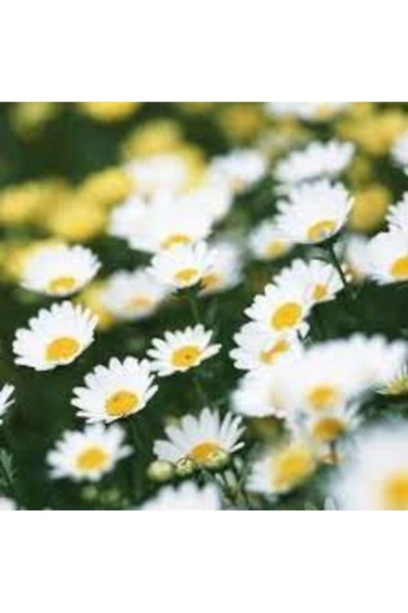 50 Adet Tohum Organik Kar Beyaz Hobi Bahçe Beyaz Papatya Çiçeği Tohumu Saksı Toprak ürün görseli 1